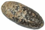 Cut & Polished Fossil Cycadophyte Cone (Half) #346864-1